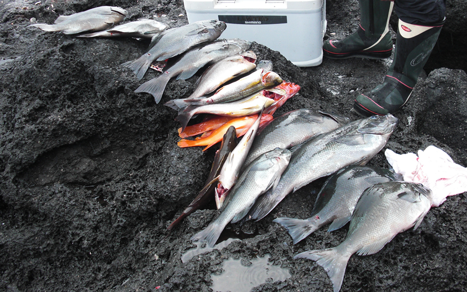 まずまずの釣果