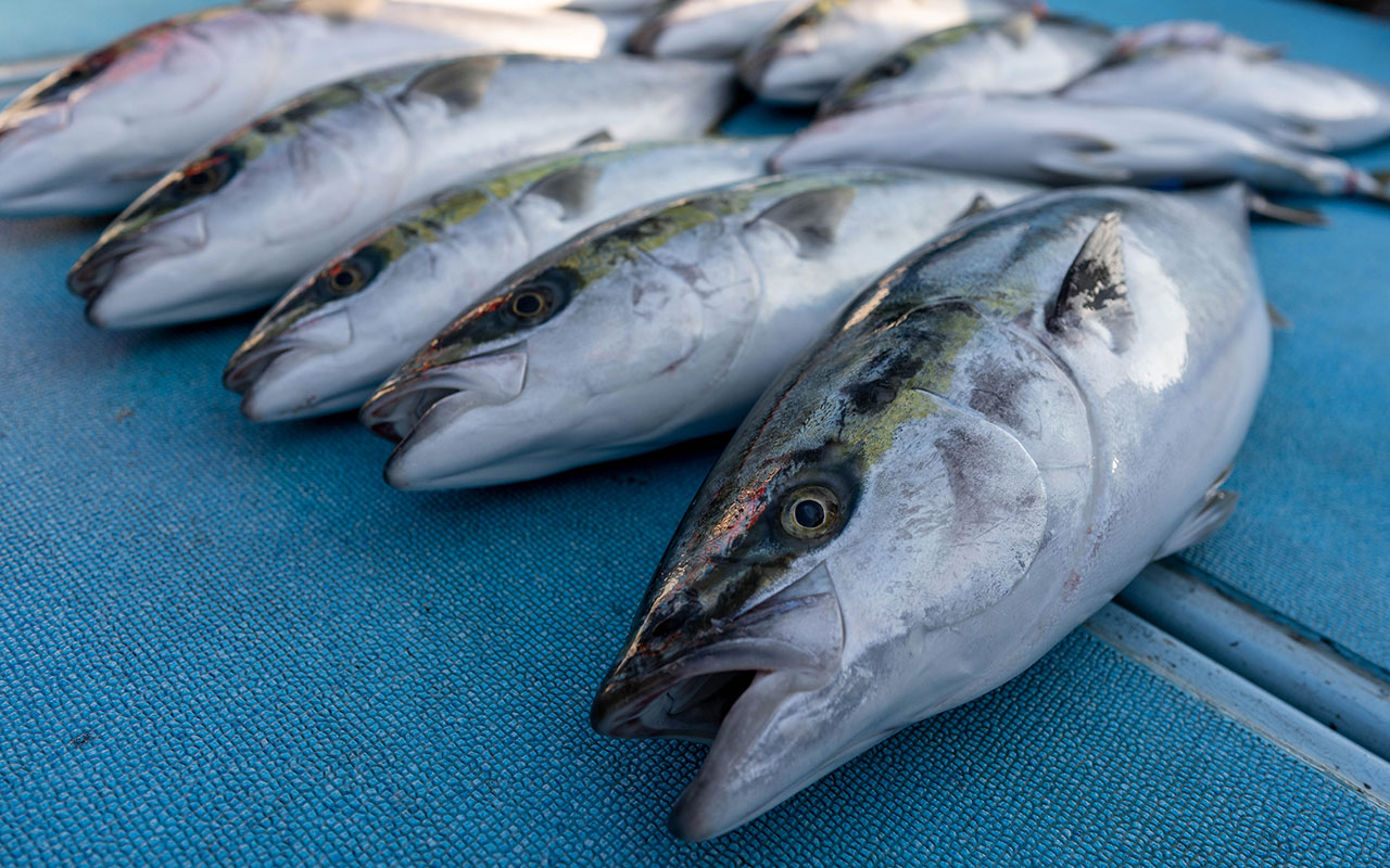 初釣りは、七里ヶ曽根でブリジギング