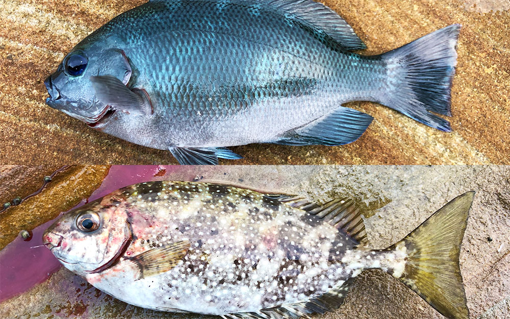 海に癒された 鷹島のマッスルチヌ 釣金中 つりきんちゅう クロ チヌの磯フカセ釣り 福岡 五島