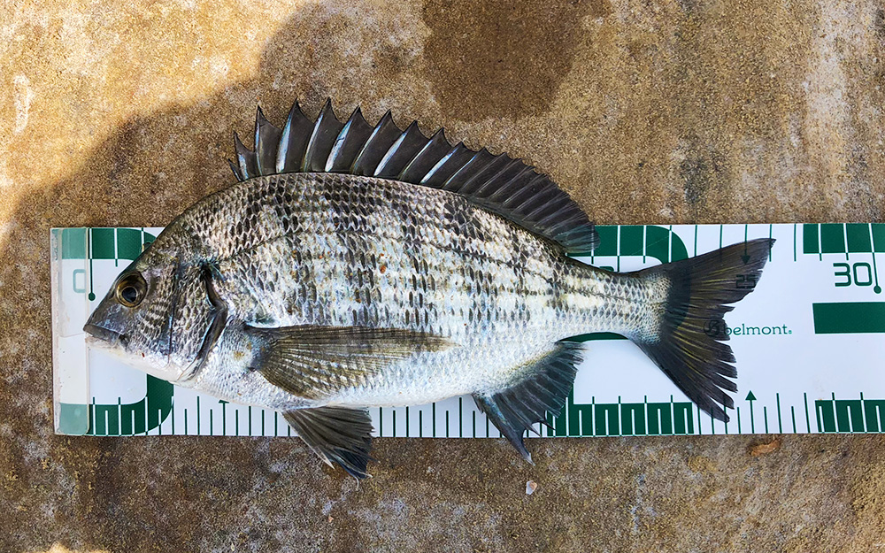 GWのチヌ釣り、福島（鵜瀬）