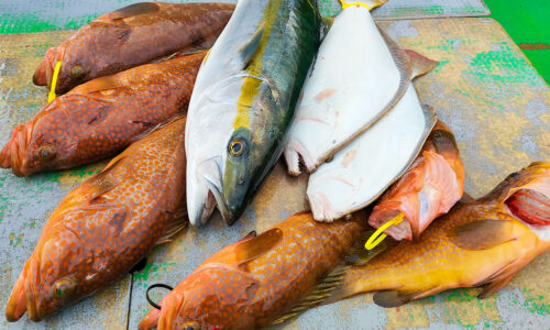 根魚・ヒラメ狙い、アジ泳がせ釣り（姫島沖）