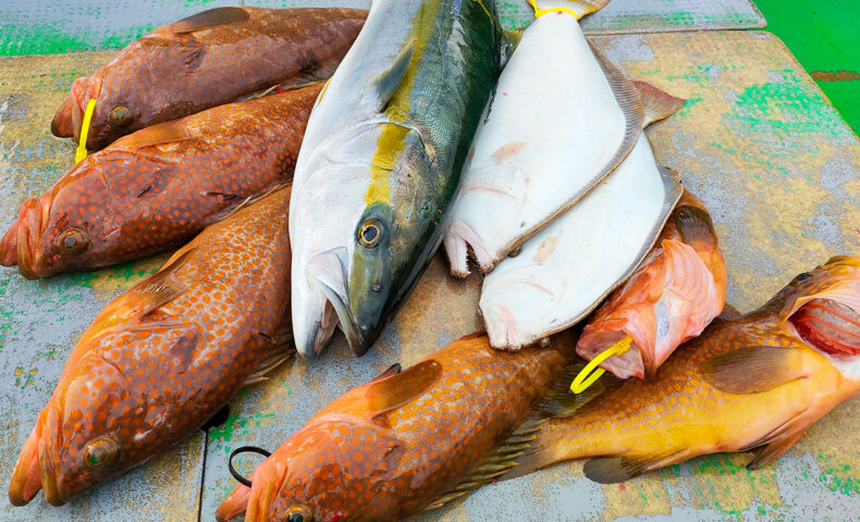 根魚・ヒラメ狙い、アジ泳がせ釣り（姫島沖）