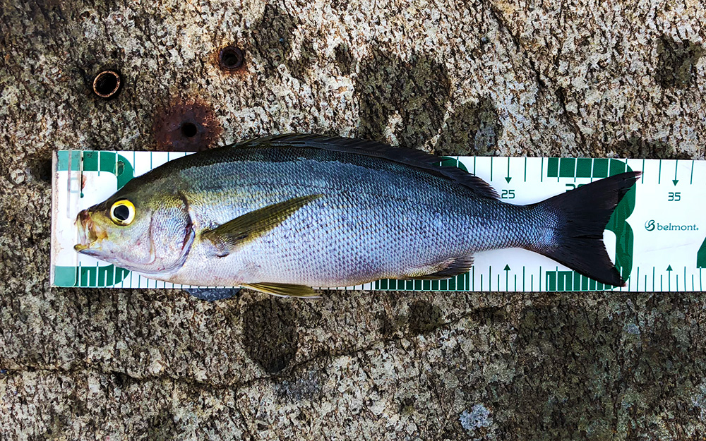 盆休みのイサキとクロ釣り（松島・加唐島）