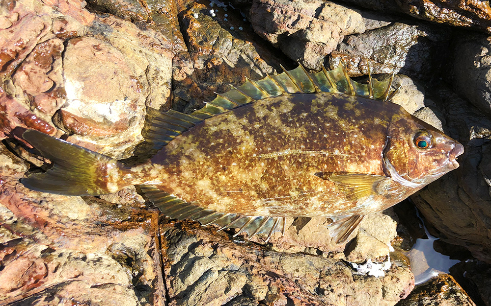 盆休みのイサキとクロ釣り（松島・加唐島）