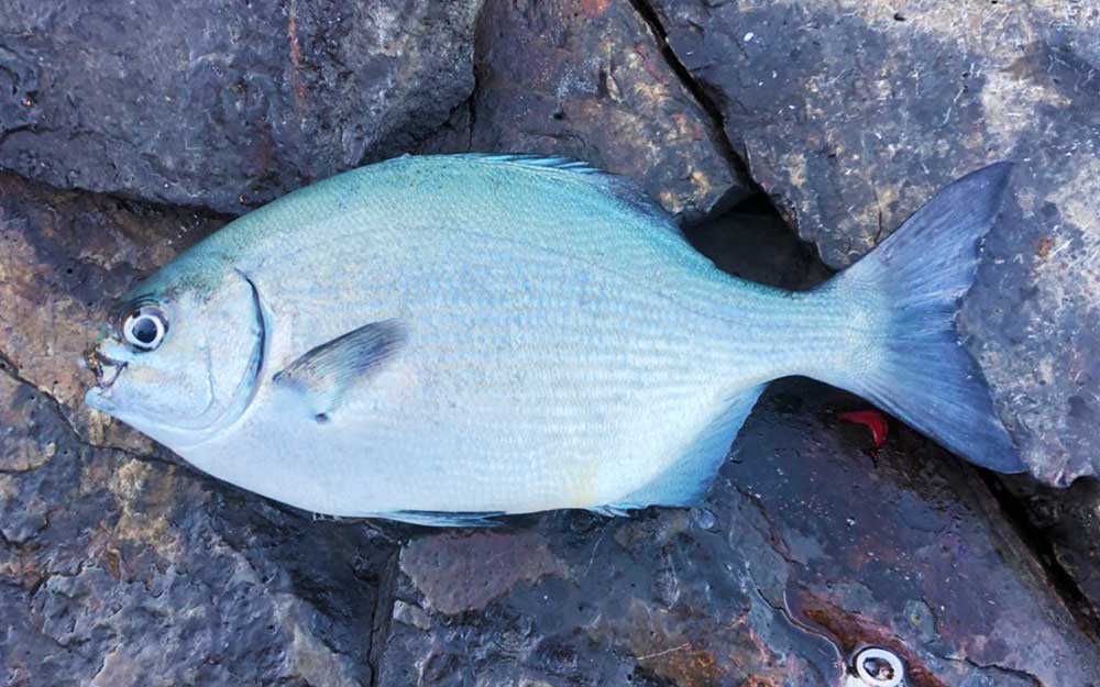 クロ釣りシーズン突入、倉島（マンジュウ）