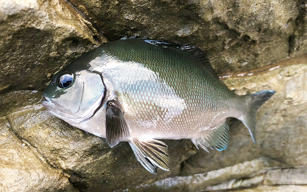 シーズン前の加唐島クロ釣り釣行（南風崎3番・小崎）