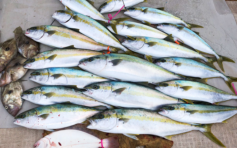 初釣りは、シーズン終盤の落とし込み釣り