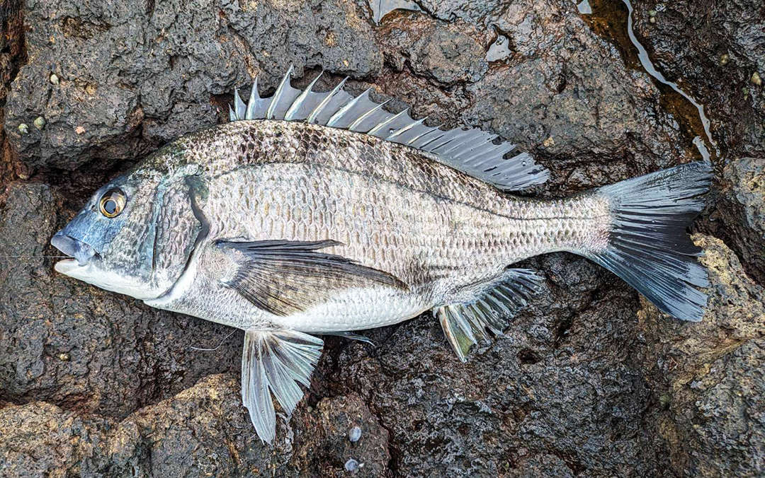 春のクロ釣りシーズン終盤戦：宇久島（対馬瀬）