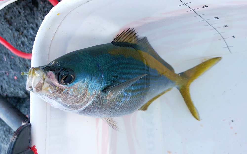 秋磯全開！クロ釣りシーズン突入（古志岐三礁：スベリ）