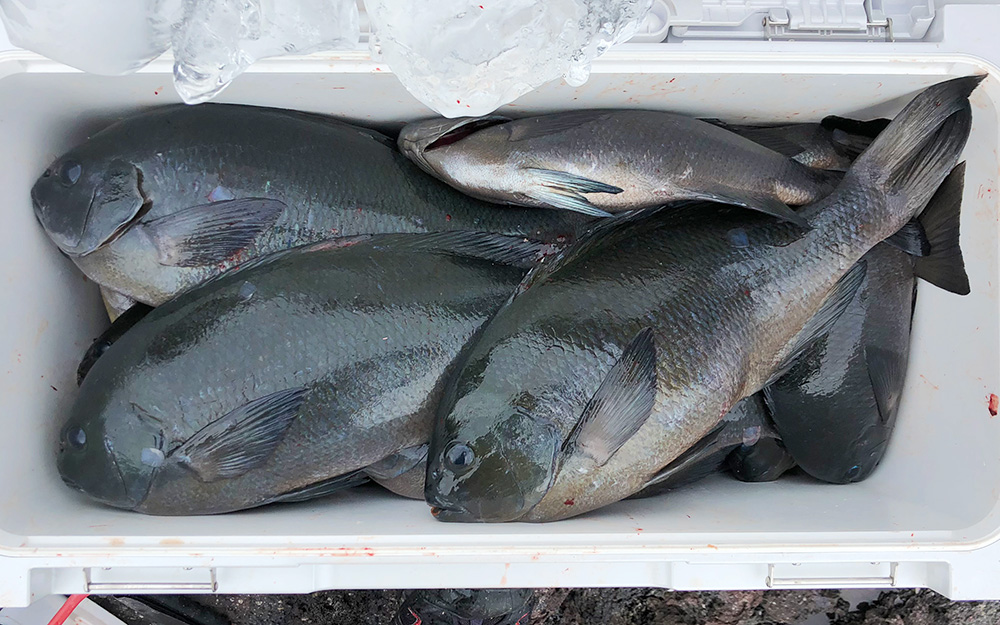 秋磯全開！クロ釣りシーズン突入（古志岐三礁：スベリ）