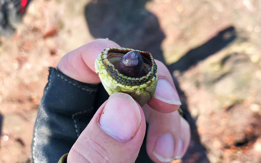 エサ取りに苦戦、クロは不釣も根魚は好釣！？黒母瀬（マナイタ）