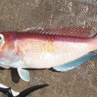 壱岐沖で高級魚「甘鯛（アマダイ）」を狙う