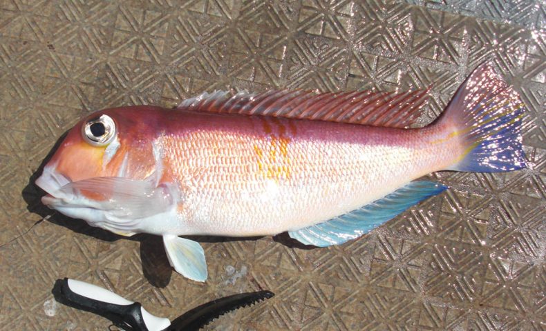 壱岐沖で高級魚「甘鯛（アマダイ）」を狙う