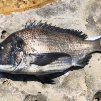 今年は遅れ気味、鷹島のノッコミ黒鯛