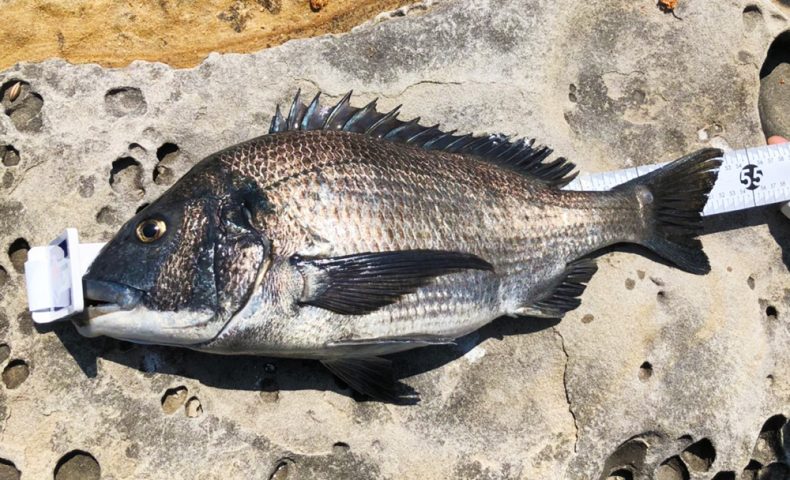 今年は遅れ気味、鷹島のノッコミ黒鯛