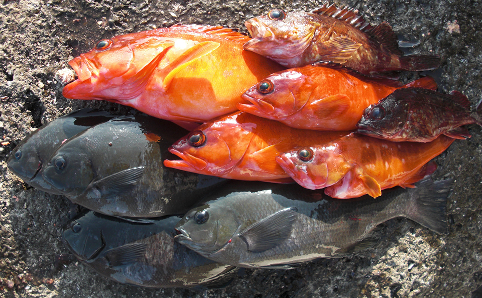 釣り納めは、古志岐三礁（ロープ下横）