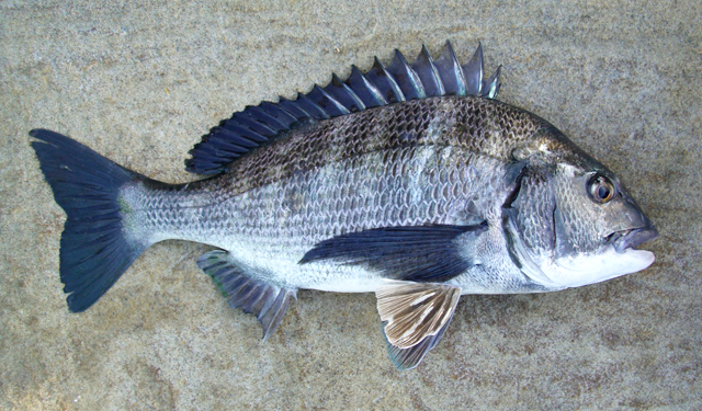 二投目で釣れたチヌ