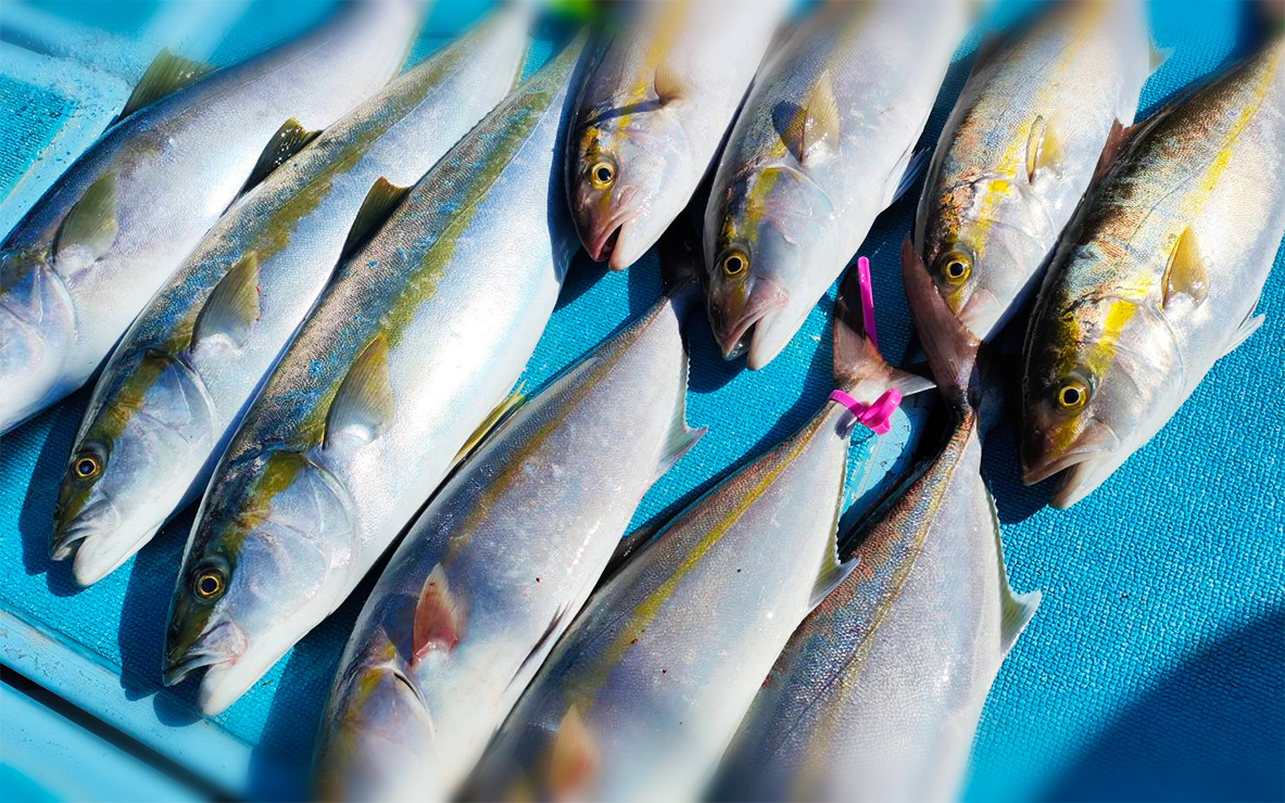 今シーズン初の落とし込み釣り：馬渡島沖