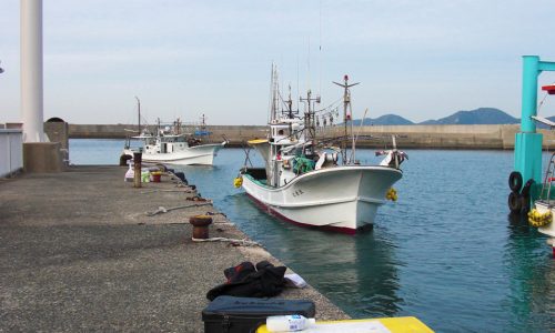 落とし込み釣りでアラ襲来