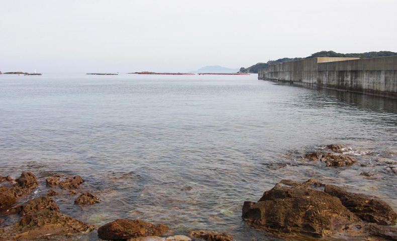 リベンジ、鷹島のノッコミ黒鯛