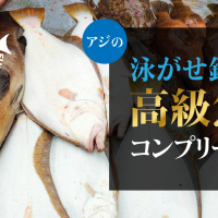 アジの泳がせ釣りで高級魚コンプリート！