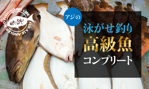 アジの泳がせ釣りで高級魚コンプリート！