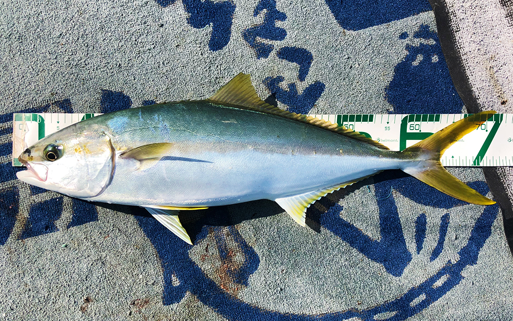 狙いは高級魚、今からがシーズンの落とし込み釣り