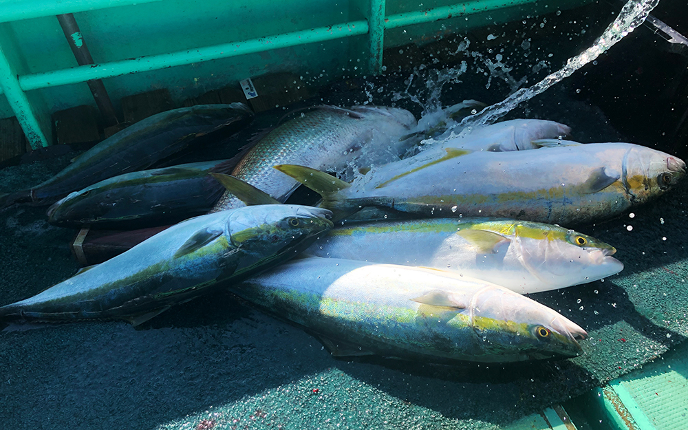 狙いは高級魚、今からがシーズンの落とし込み釣り