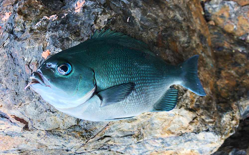 平日でも上五島は満席状態、クロ釣りシーズン中の倉島