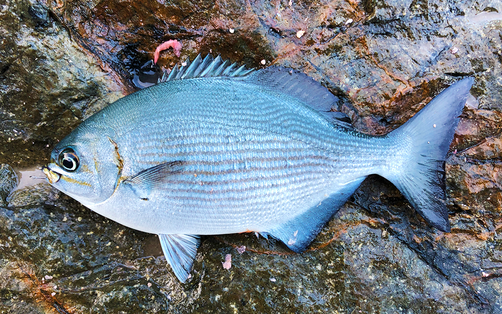 平日でも上五島は満席状態、クロ釣りシーズン中の倉島