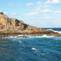 暴風の中で、野崎島（一ツ瀬）のオナガ