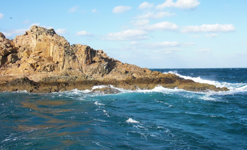 暴風の中で、野崎島（一ツ瀬）のオナガ