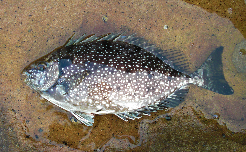 夏の魚バリ