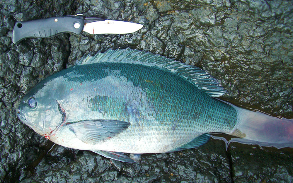 好釣果！10月の古志岐三礁（ロープ下）