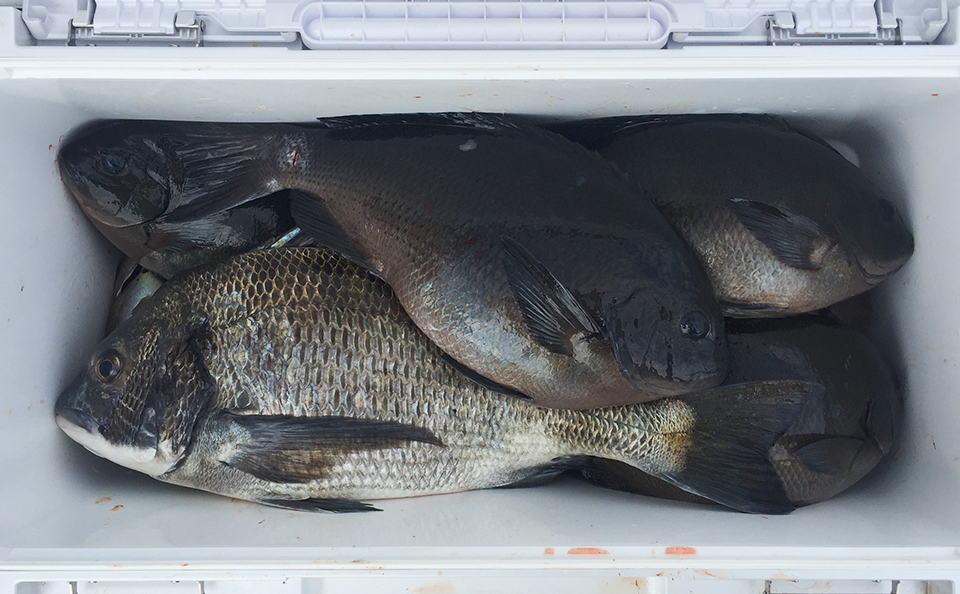 黒母瀬の釣果