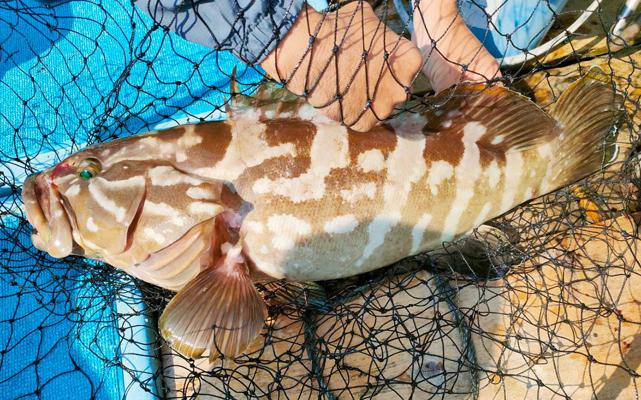 馬渡島沖で落とし込み釣り