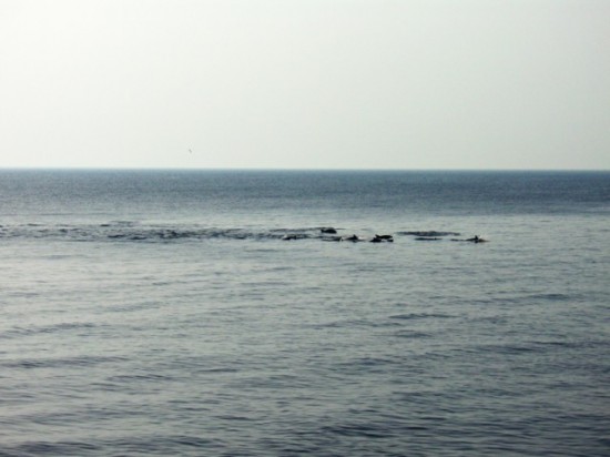 イルカの大群