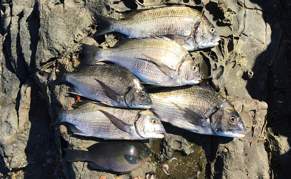 のっこみ本番、鷹島（黒島：象の鼻のハナレ）でチヌ釣行