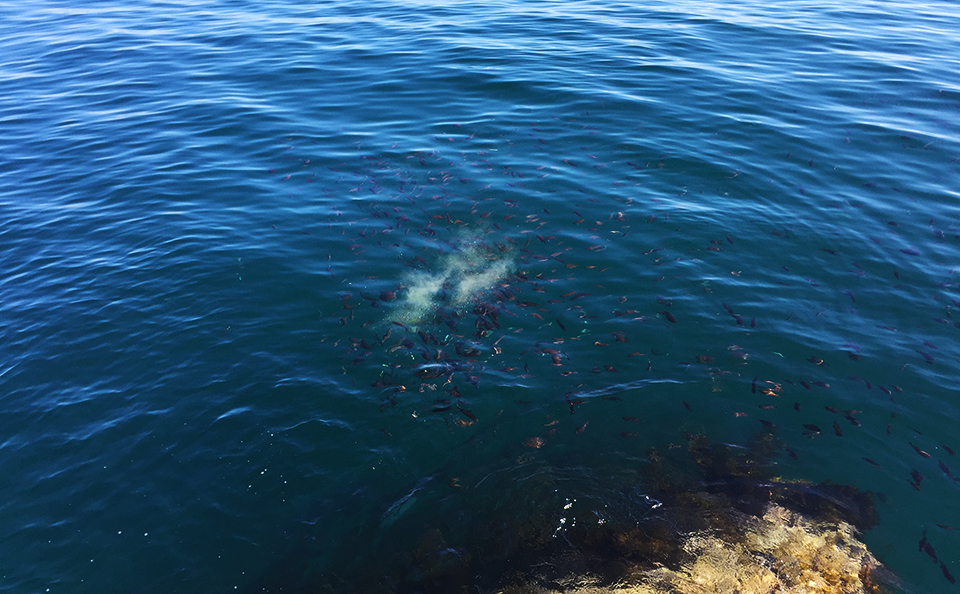 ゴールデンウィーク釣行は近場でチヌ狙い、in 鷹島（黒島）