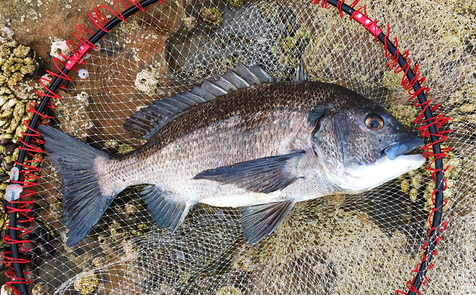 ゴールデンウィーク釣行は近場でチヌ狙い、in 鷹島（黒島）