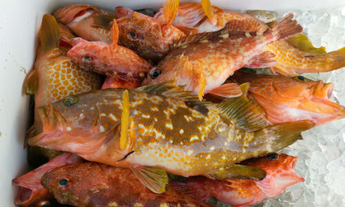 釣れた魚をエサにして根魚（高級魚）釣り