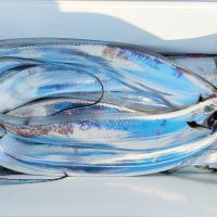 1年中釣れる博多湾タチウオ（テンヤ釣り）