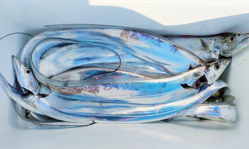 1年中釣れる博多湾タチウオ（テンヤ釣り）